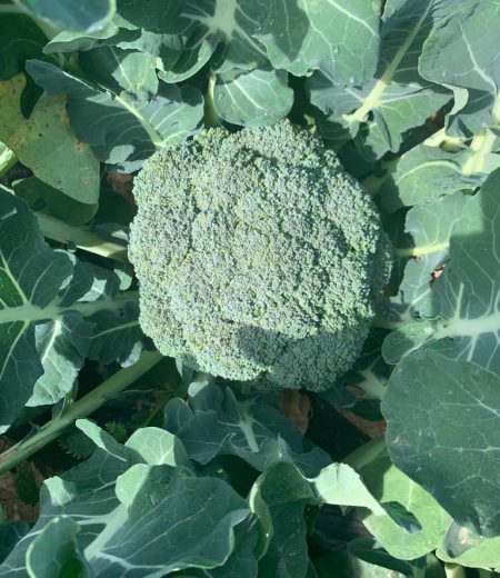 brocoli brocoli La Atalaya